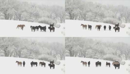 暴风雪中的马群高清在线视频素材下载