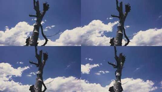 蓝天白云下的枯树植物高清在线视频素材下载