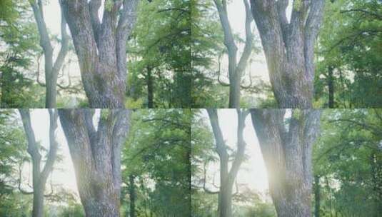 8K实拍夏天逆光阳光树叶唯美空镜头意境高清在线视频素材下载