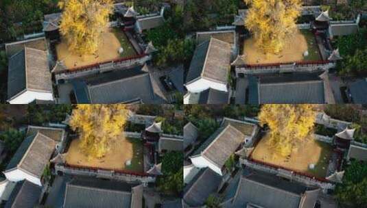 陕西省西安市古观音禅寺银杏树航拍高清在线视频素材下载