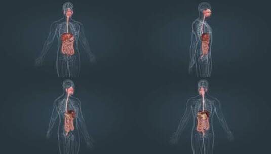 医学人体消化系统器官高清在线视频素材下载