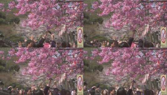 拍摄粉色樱花的游客高清在线视频素材下载