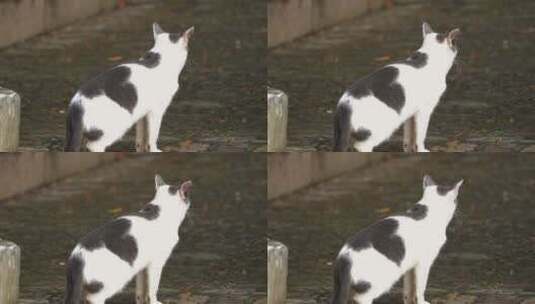 城市里街头一只流浪猫4K视频高清在线视频素材下载