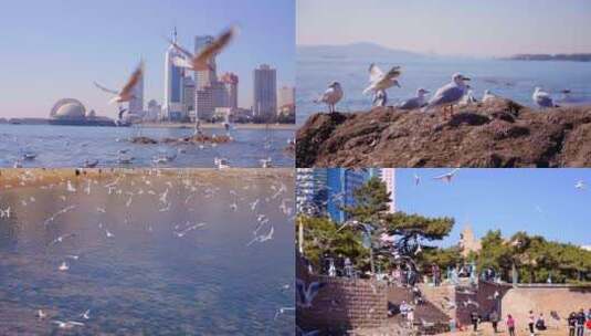 海鸥-鸟儿飞翔-青岛栈桥高清在线视频素材下载