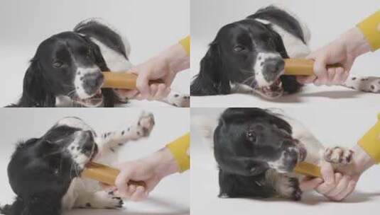 狗吃零食的特写镜头高清在线视频素材下载