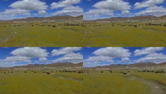 蓝天白云、高原、牦牛、草原1高清在线视频素材下载