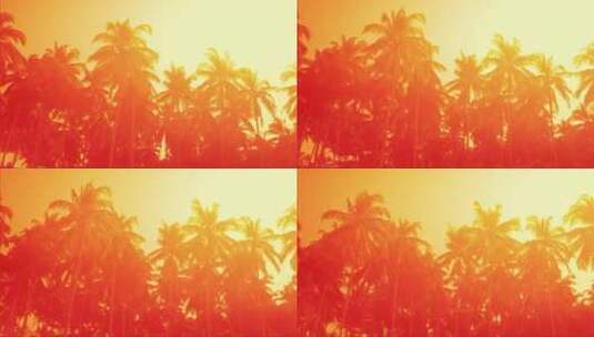 迷人的橙色日落在热带海滩上棕榈树高清在线视频素材下载