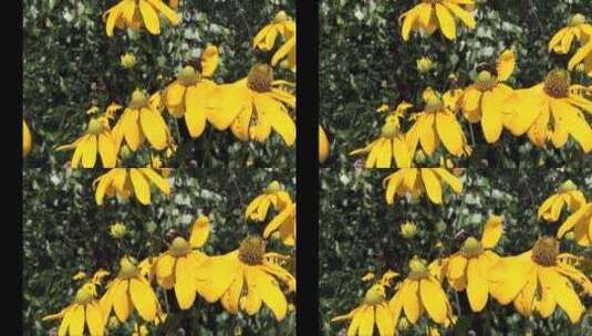 蜜蜂在黄色花蕊中授粉高清在线视频素材下载