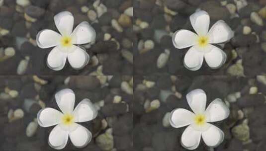 清水夏季池塘中漂浮着白色的紫罗兰花。特写高清在线视频素材下载