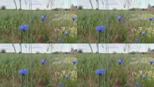 田野上的蓝色矢车菊 (2)高清在线视频素材下载
