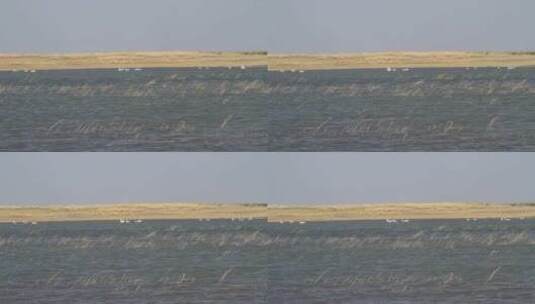 呼伦贝尔乌兰泡湿地天鹅高清在线视频素材下载
