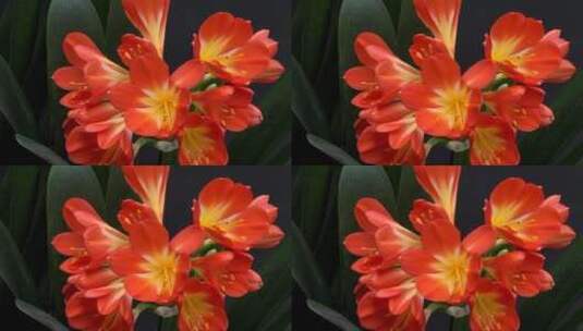 盛开的君子兰花朵高清在线视频素材下载