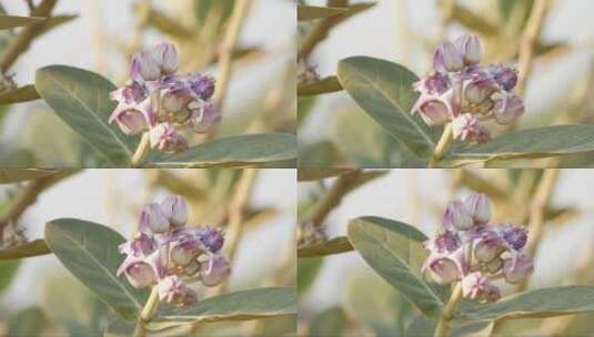 枝头上绽放的白紫色花高清在线视频素材下载