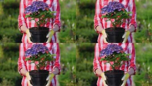 园丁手拿花盆里的紫色绣球花高清在线视频素材下载