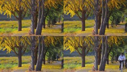 秋天美丽的大自然森岭树木树叶特写高清在线视频素材下载