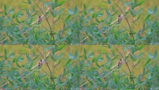 乡村绿色竹林里的白喉红臀鹎野生动物飞鸟高清在线视频素材下载