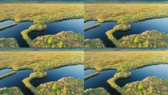冬季湿地湖泊上金黄的水草高清在线视频素材下载