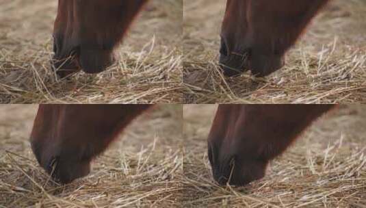  马吃干草的特写镜头高清在线视频素材下载