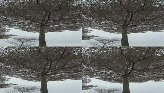 秋季清晨旋转镜头仰拍的一棵树高清在线视频素材下载