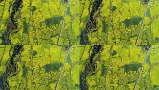 金黄油菜花田中的农耕图案高清在线视频素材下载