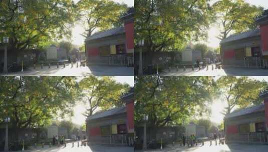 北京秋景秋色秋天大树树木黄叶高清在线视频素材下载