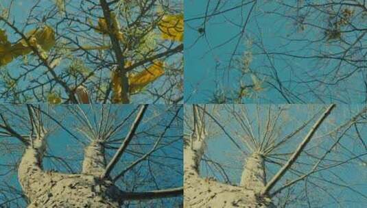 树叶与树干高清在线视频素材下载