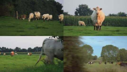 动物黄牛畜牧业养殖业草原风光高清在线视频素材下载