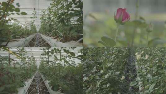 玫瑰花无土栽培高清在线视频素材下载
