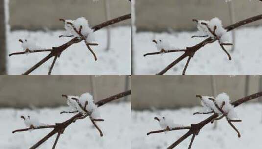 冬天的白雪视频高清在线视频素材下载