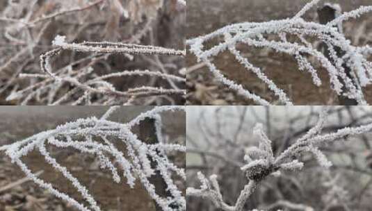 植物上的霜视频高清在线视频素材下载