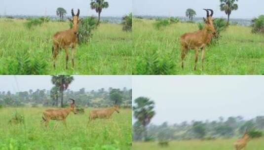 非洲的鹿高清在线视频素材下载