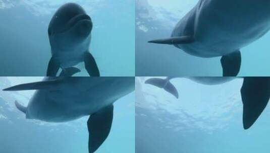 海豚游泳特写高清在线视频素材下载
