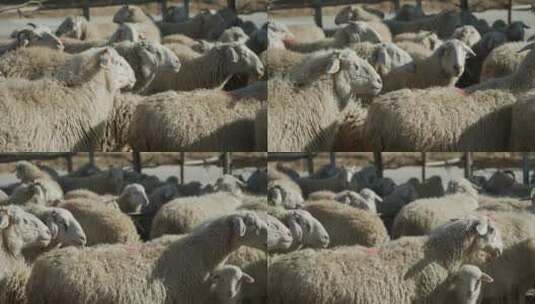 羊群绵羊高清在线视频素材下载