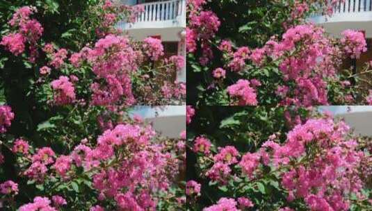 美丽粉色的植物花朵紫薇花痒痒树高清在线视频素材下载