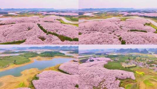 贵州平坝春天樱花航拍高清在线视频素材下载