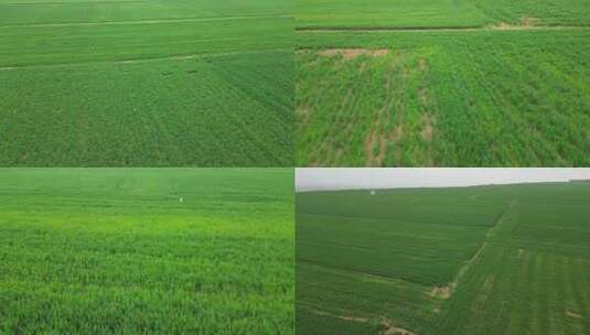 航拍新农村农场大麦田一望无际绿色小麦6高清在线视频素材下载