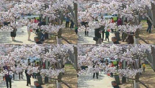 春天盛开的樱花树和观赏樱花的游客高清在线视频素材下载