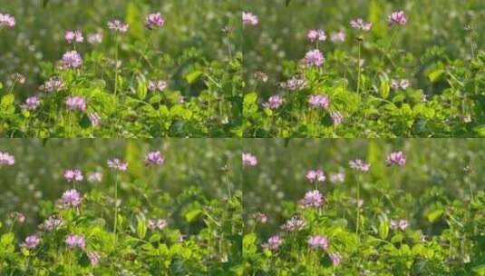 特写慢镜头春天的蜜蜂高清在线视频素材下载