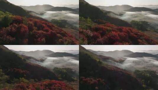 日出 云雾仙境中的红叶高清在线视频素材下载