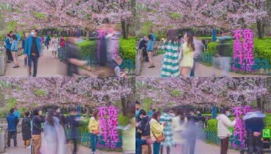 青岛中山公园樱花延时高清在线视频素材下载