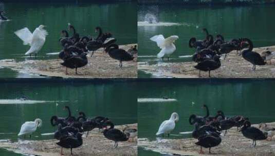 动物园 湖面 白天鹅 戏水高清在线视频素材下载