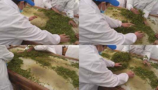 名茶湖北恩施州非遗技艺手工茶玉露茶蒸青茶高清在线视频素材下载