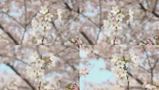 樱花空镜-特写-07高清在线视频素材下载