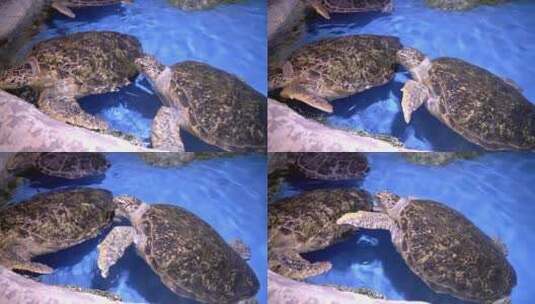 海龟乌龟高清在线视频素材下载