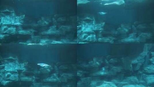 企鹅潜水下水游动高清在线视频素材下载