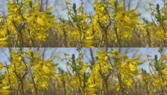 盛开的黄色花朵高清在线视频素材下载
