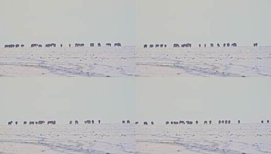 雪后草原上的马群高清在线视频素材下载