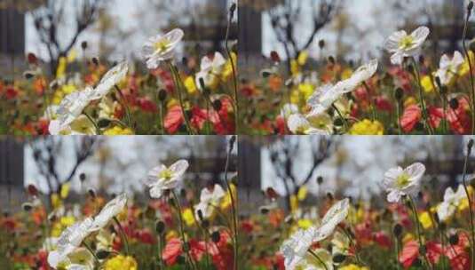 春天阳光下盛开的虞美人花朵高清在线视频素材下载