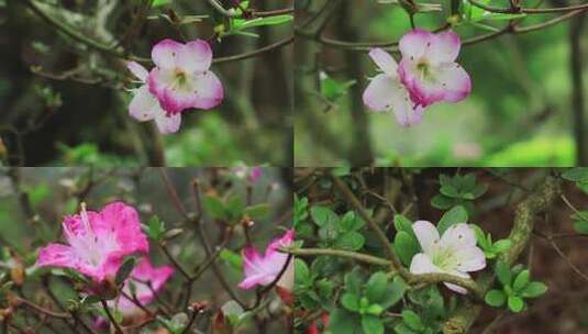 日本雾岛杜鹃花品种紫花紫色花朵粉花粉色花高清在线视频素材下载