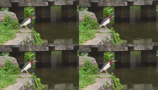 爱护环境保护动物湖水岸边一只池鹭A高清在线视频素材下载
